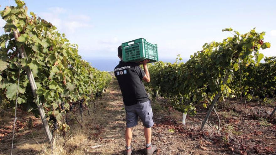 Vendimia en una finca de Tacoronte.