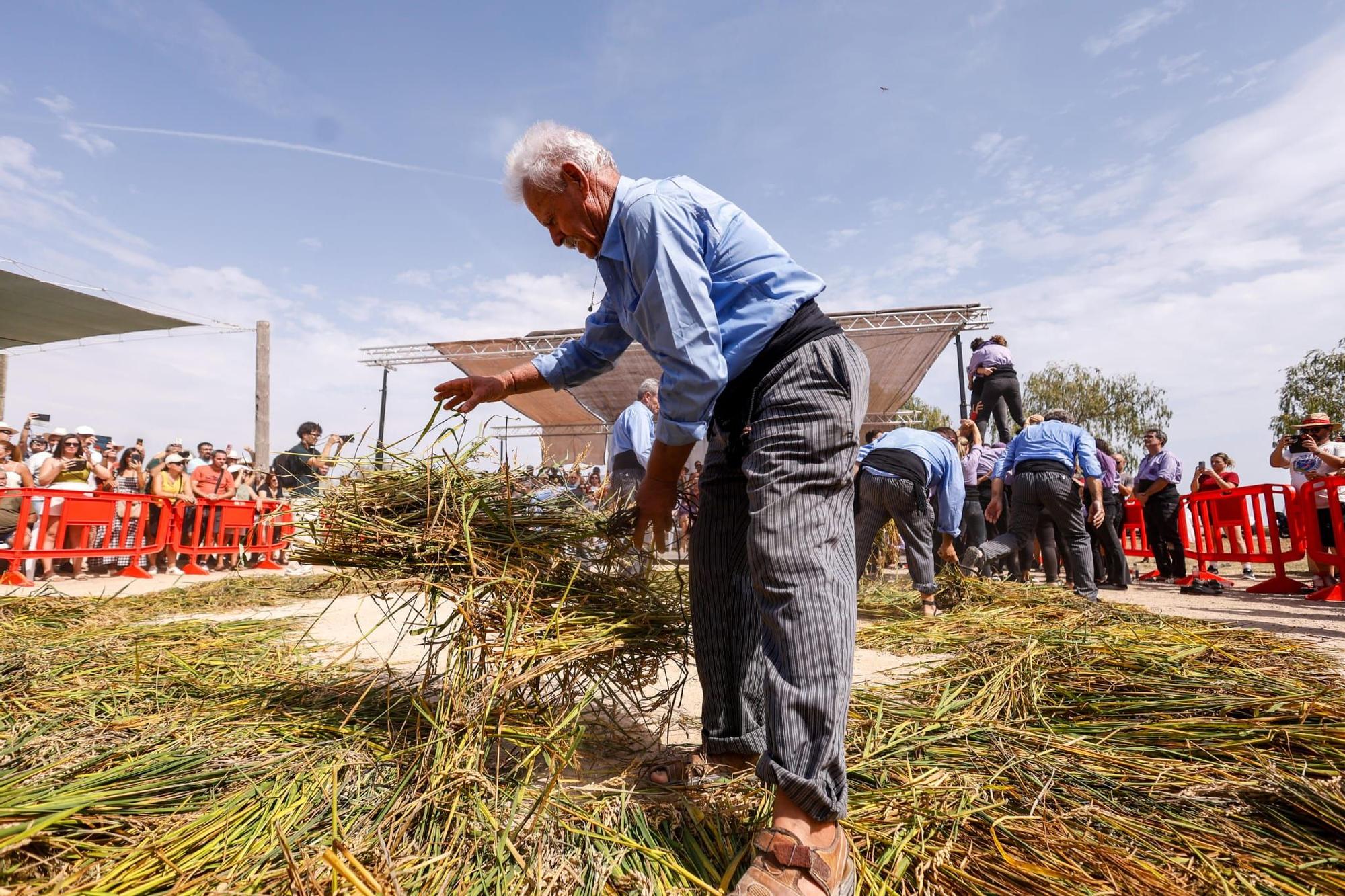 El puerto de Catarroja reúne a 5.000 personas en la Fiesta de la siega del arroz