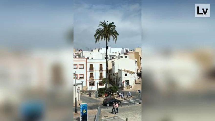 Un joven se juega la vida en Xàbia al trepar a una palmera de 25 metros