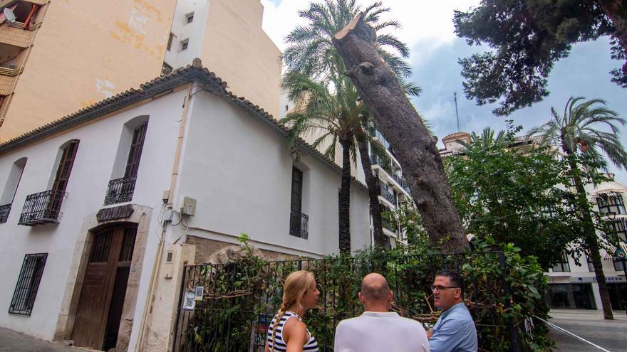 Benidorm revisará los grandes árboles en espacios públicos tras caer un pino sobre l&#039;Hort de Colón