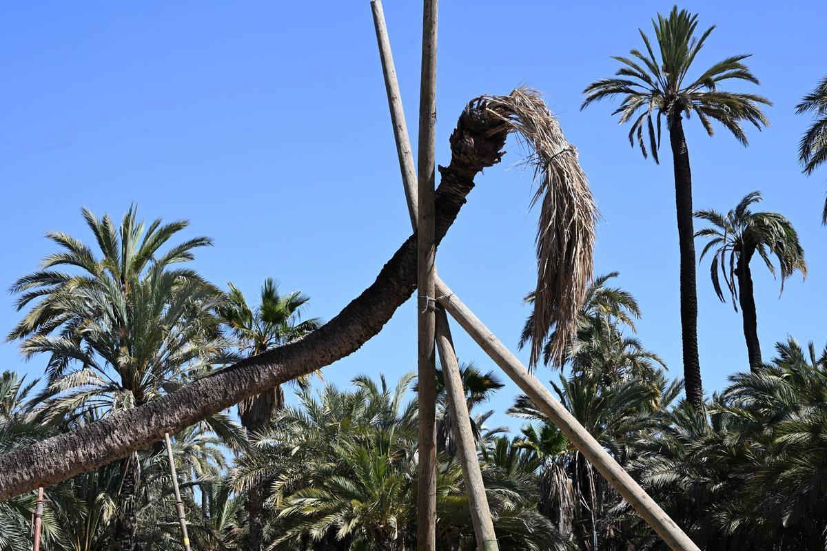 La palmera fue apuntalada para intentar ayudarla a seguir con vida pero no parece que haya sido posible