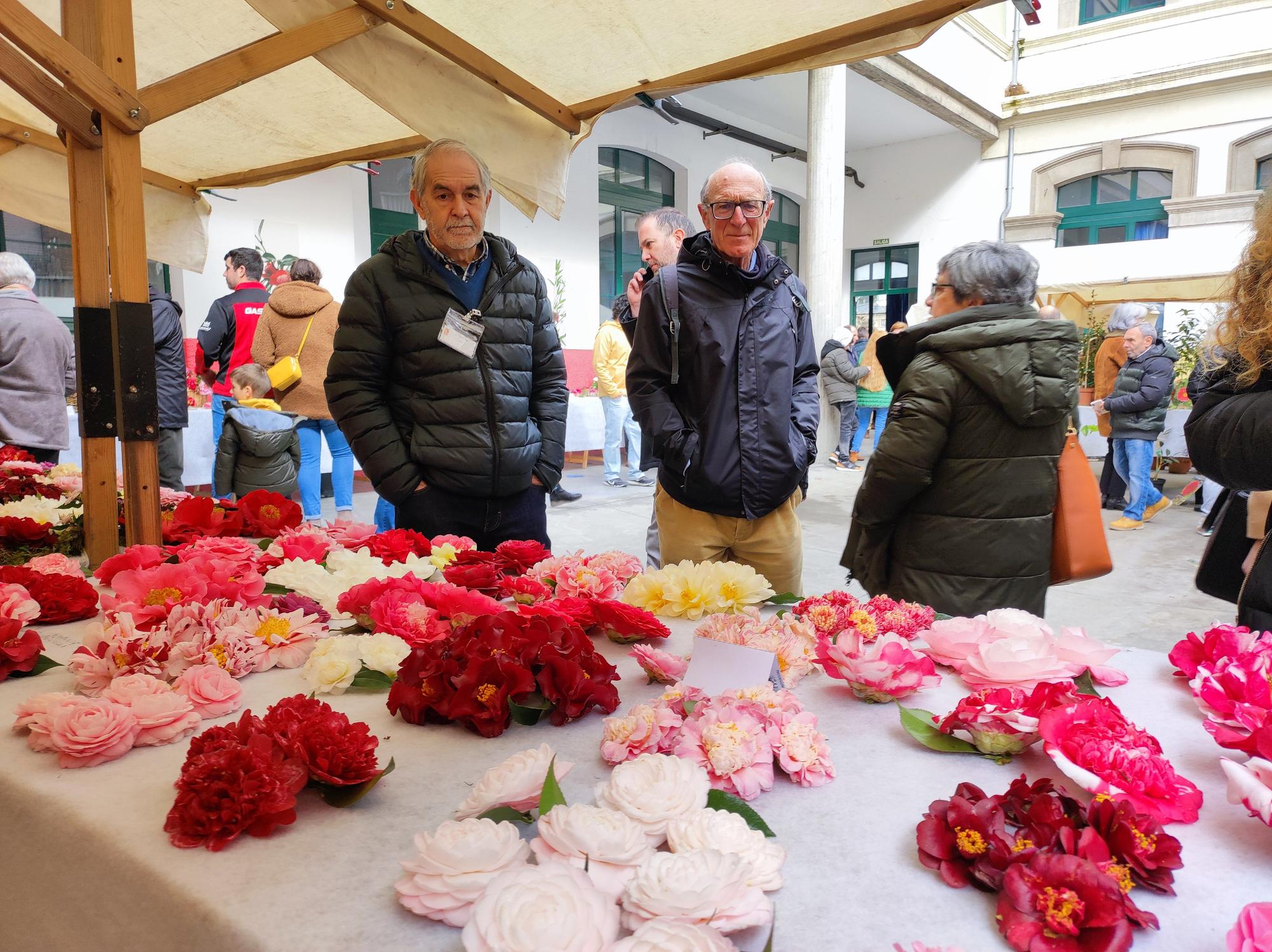 Las camelias llenan de color el colegio Padre Galo, de Luarca