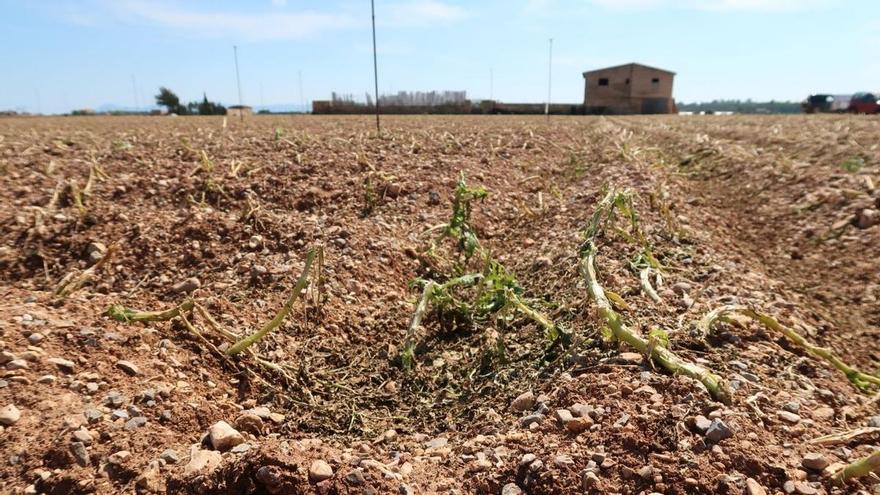 El mal tiempo golpea la patata de sa Pobla: las indemnizaciones superan los 600.000 euros