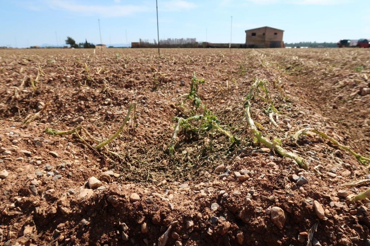 Un cultivo de patatas en sa Pobla.