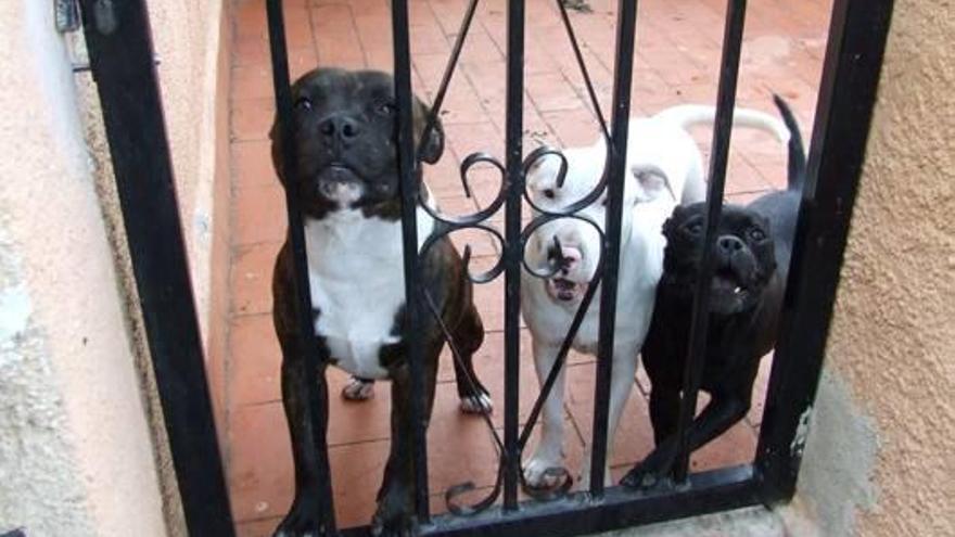 Els tres gossos intervinguts per la policia a Bellcaire.