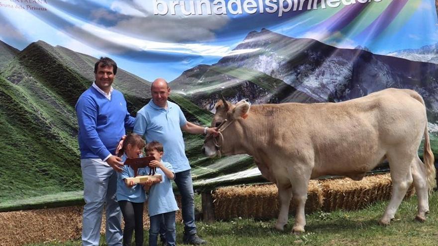 Bolvir acull el concurs nacional de vaca bruna amb més espai i bestiar