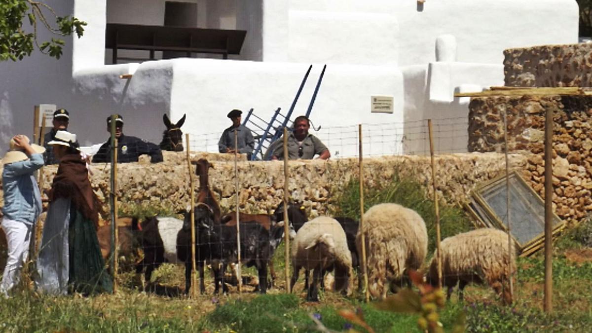 Un rebaño de ovejas y cabras en una muestra de razas autóctonas en el molino de Can Planetes.