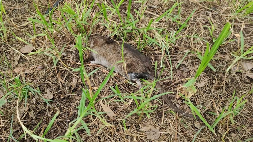 Vídeo de una rata moribunda en el parque Geólogo José Royo de Castelló