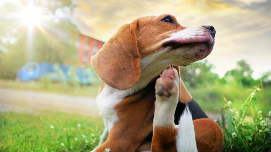 Un perro Beagle se araña con la pata.