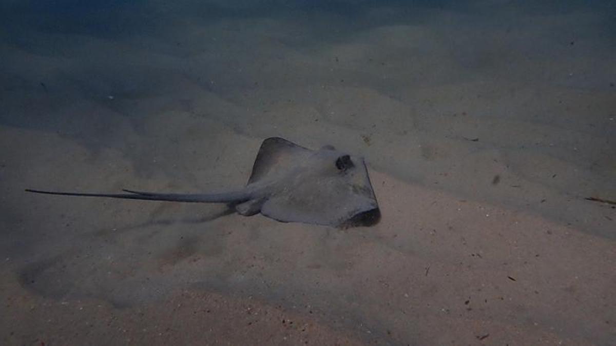 Una de las rayas localizada en la playa de San Juan de Alicante