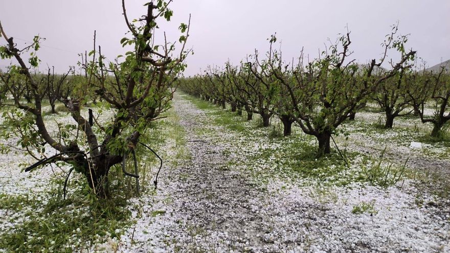 &quot;Desesperación&quot; entre los agricultores de la Región por los destrozos del granizo