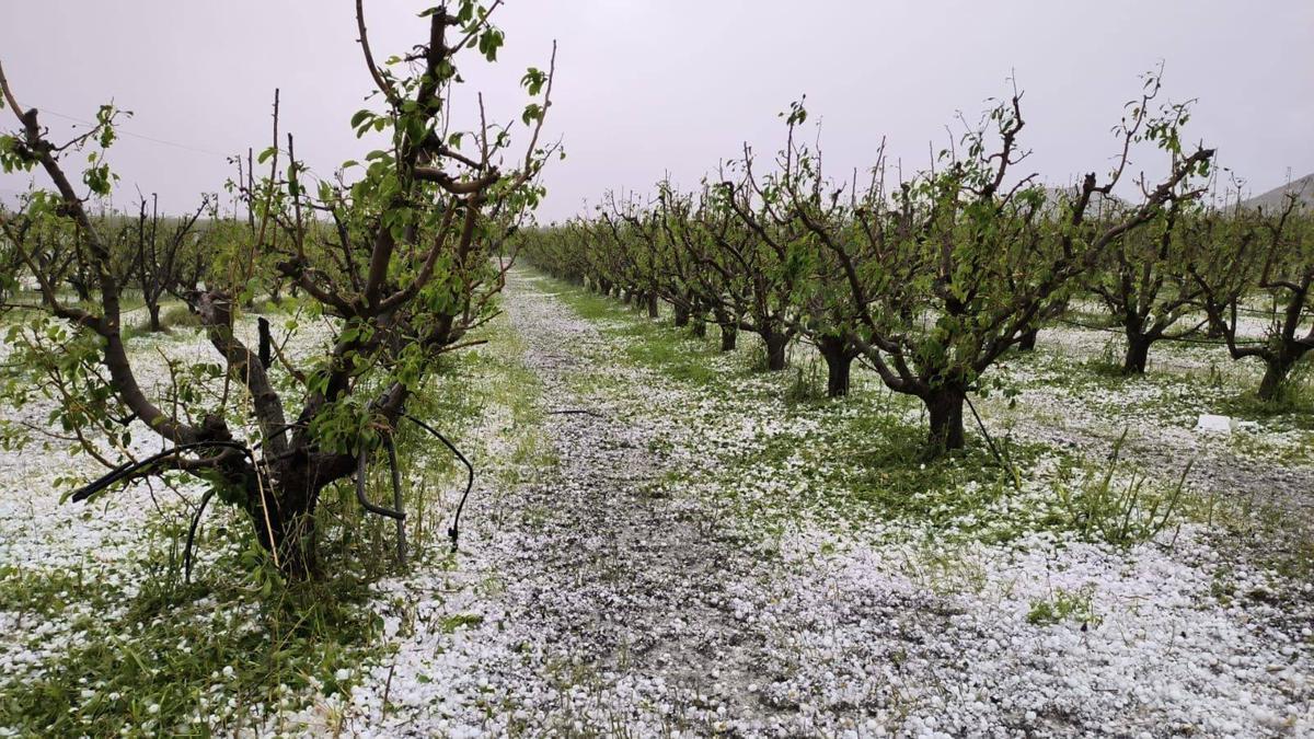 Destrozos en campos del Altiplano, en concreto en Jumilla, tras la granizada.