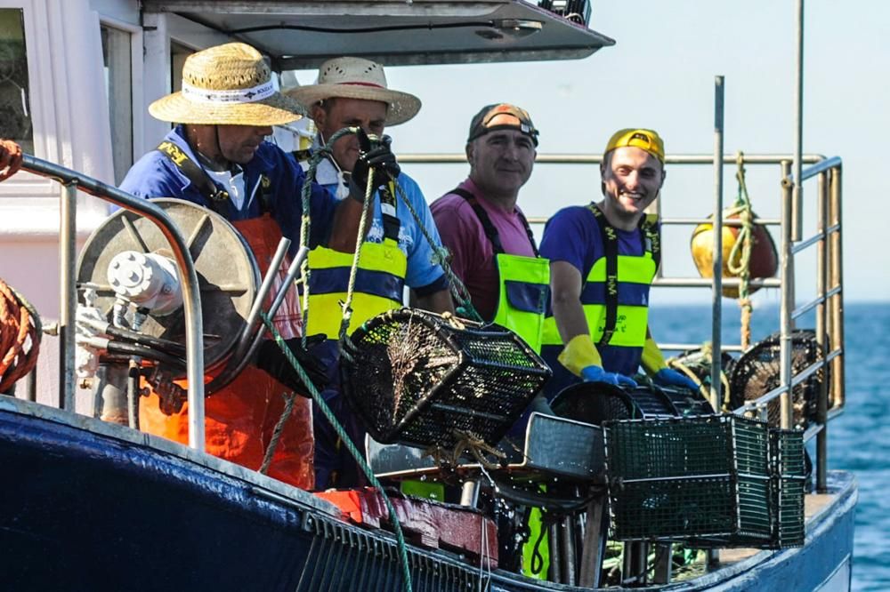 El pulpo, esquivo en Arousa