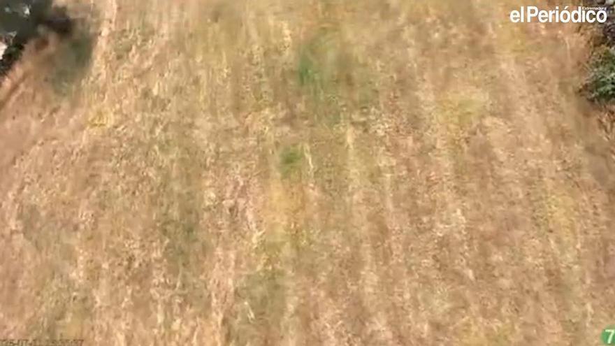 Vídeo | Declarado un incendio forestal de nivel 1 en Gargüera (Cáceres)