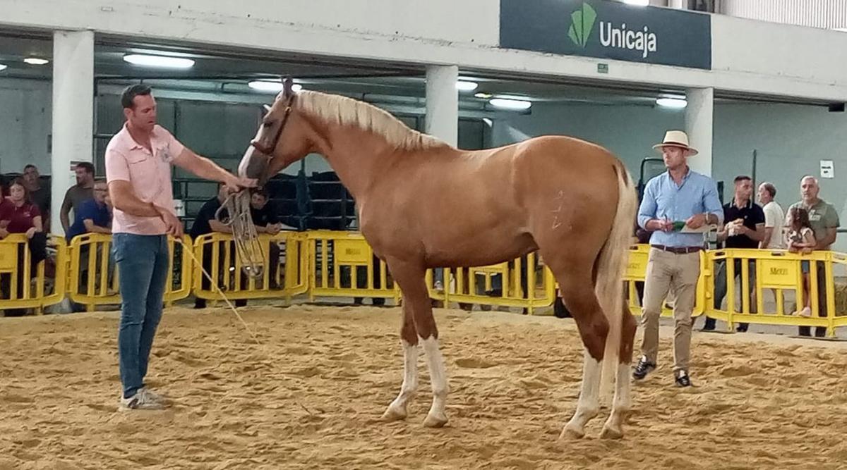Arriba, uno de los participante en el Certamen del Caballo de Silla, en el recinto ferial de Santullano. A la izquierda de estas líneas, el grupo Ruxidera, desfilando por la plaza sidrera de Requejo. | D. M.