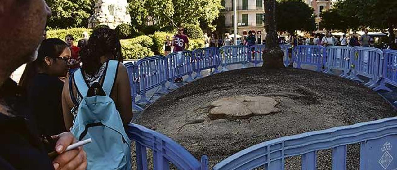 En verano se taló un enorme ficus en la plaza de España por grave riesgo de caída a causa de una grieta.
