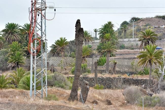 PALMERAL ENFERMO EN EL LAZO Y EL FONDILLO