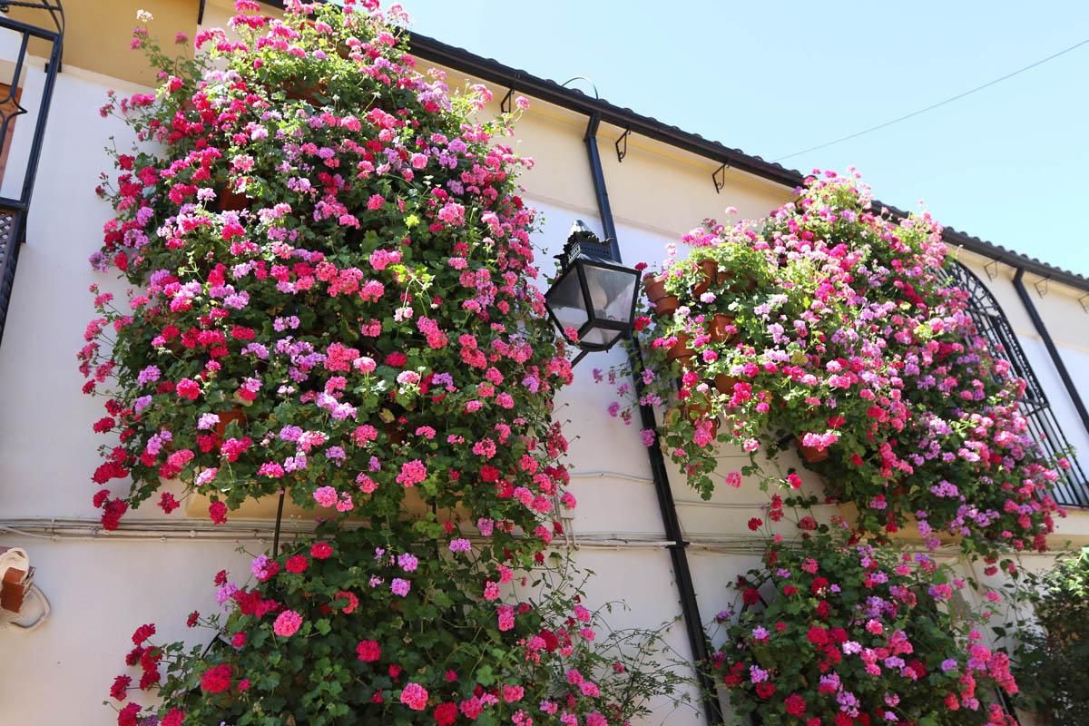 Fotogalería / Concurso municipal de Rejas y Balcones