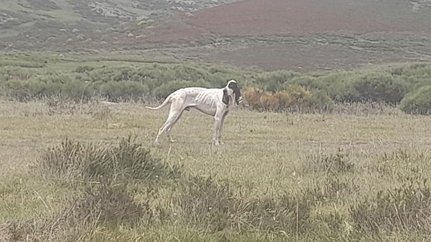El Ayuntamiento de Galende asegura que el perro perdido fue devuelto a su dueño el 27 de junio