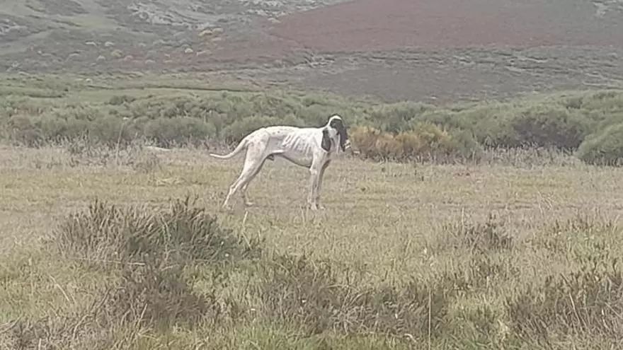 VÍDEO | Indignación por la inacción del Ayuntamiento de Galende ante un perro abandonado: "Sigue sin actuar"