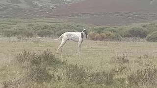El Ayuntamiento de Galende asegura que el perro perdido fue devuelto a su dueño el 27 de junio