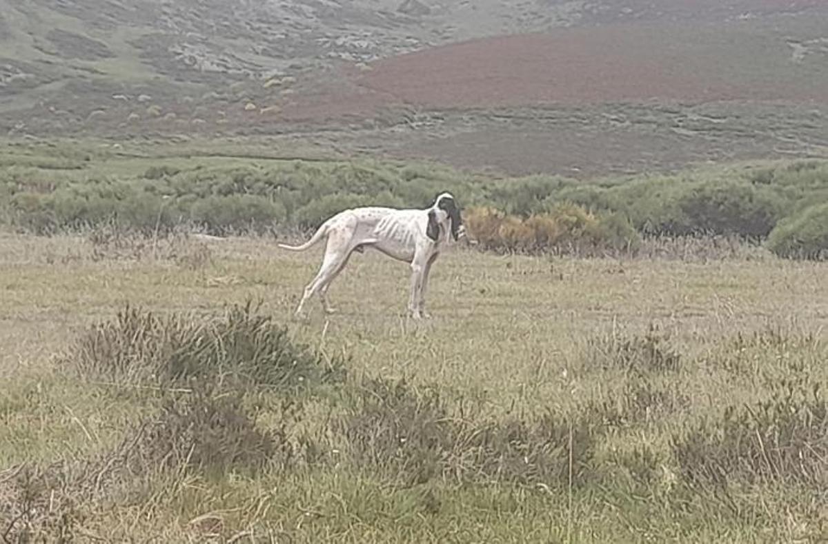 Imagen del perro perdido en Galende