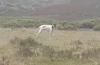 Indignación por la inacción del Ayuntamiento de Galende ante un perro abandonado: "Sigue sin actuar"