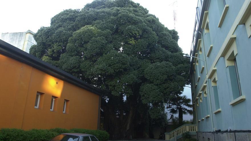 Galicia aspira de nuevo al Árbol Europeo del Año con un metrosidero de 200 años