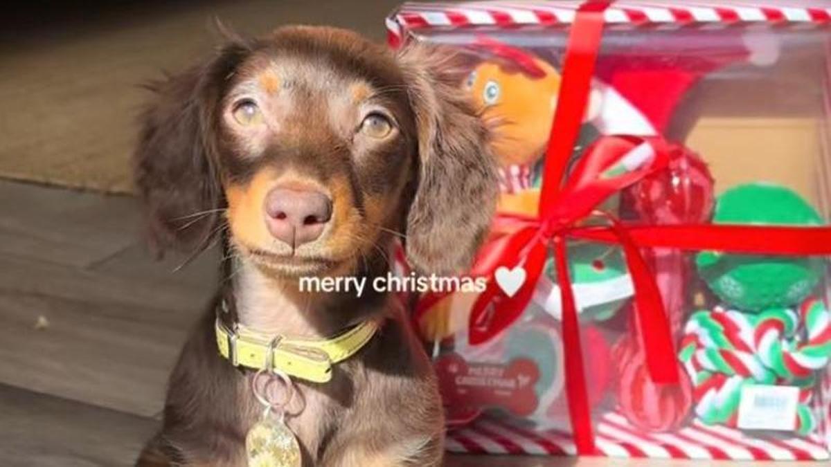Un perrito junto a sus regalos navideños