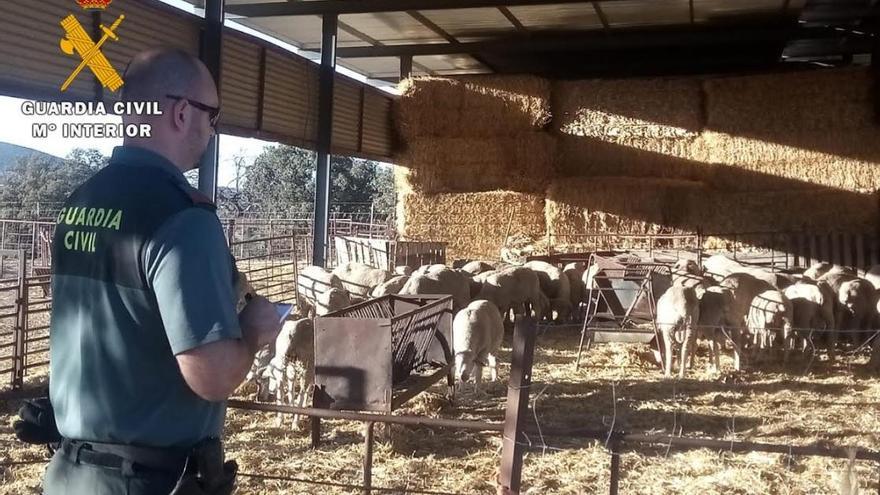 Tres detenidos por el robo de 21 corderos en una explotación del norte de la provincia