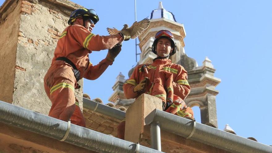 Una investigación propone usar halcones contra el picudo rojo