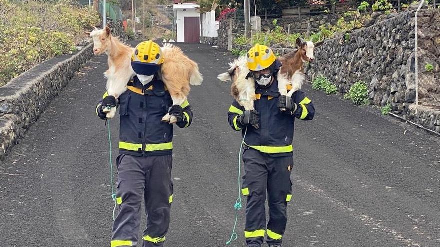 Canarias será pionera en la protección de animales en las catástrofes naturales