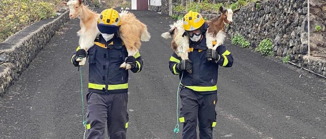 Dos bomberos rescatan a unas cabras en plena erupción del volcán Tajogaite.