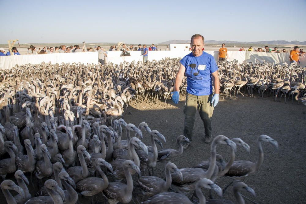 ANILLAMIENTO DE POLLOS DE FLAMENCO EN FUENTE DE ...