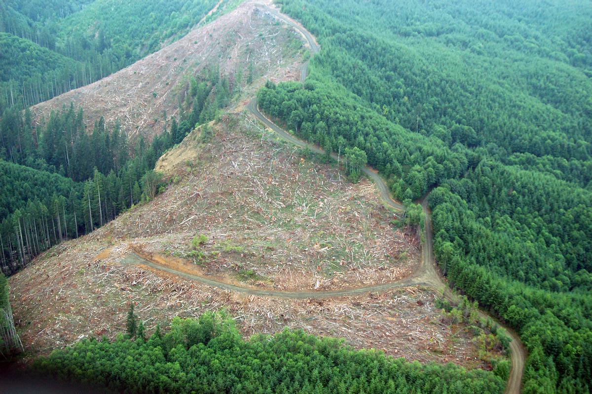 La deforestación está acabando con los pulmones naturales de nuestra Tierra.