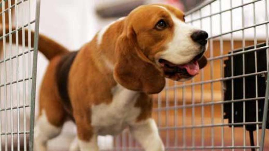 Un perro de raza &#039;beagle&#039;.