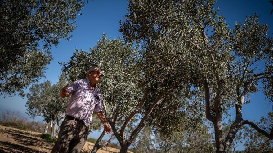 Manuel Marrero, agricultor de Arico, entre sus olivos resecos el mes pasado. | | ANDRÉS GUTIÉRREZ