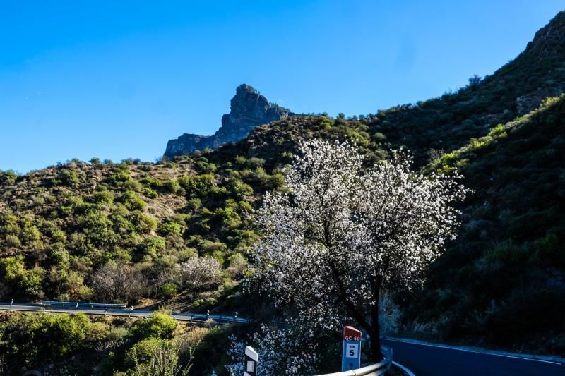 Almendros en flor