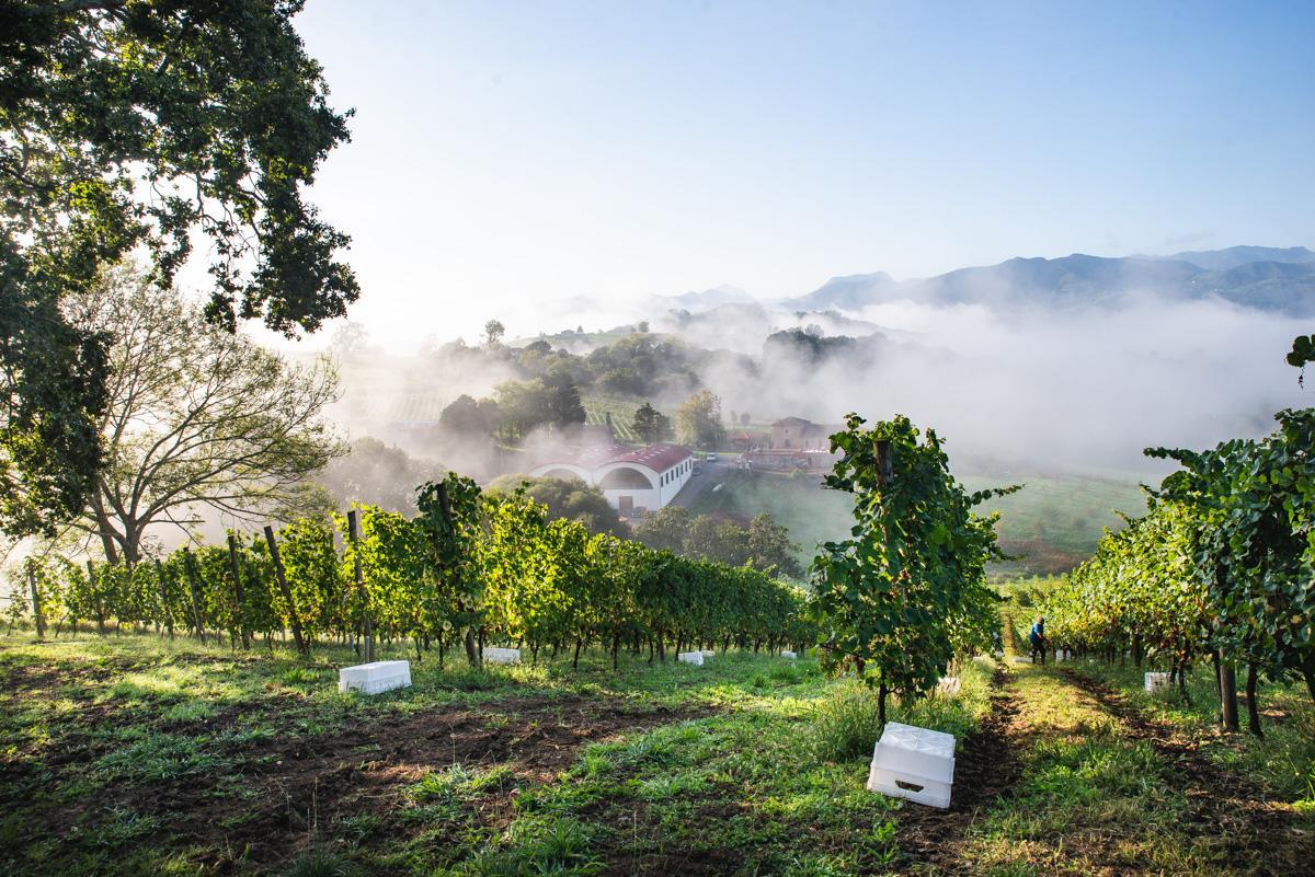 Una vista general de las bodegas y los viñedos del Palacio de Nevares