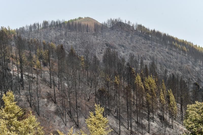 24-08-2019 TEJEDA. Zonas quemadas junto a la carretera de Cruz de Tejeda a Pinos de Galdar  | 24/08/2019 | Fotógrafo: Andrés Cruz