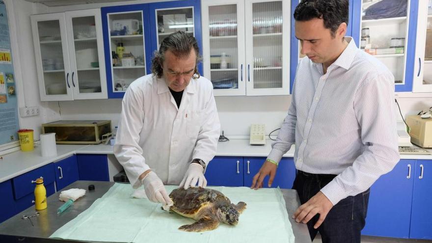 Una tortuga en las instalaciones del Aula del Mar