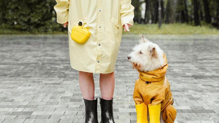 Cómo sacar al perro cuando llueve