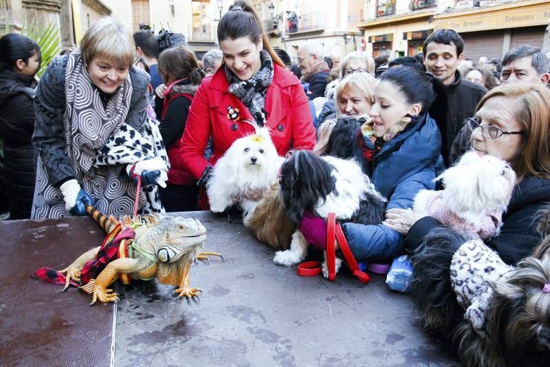 Fotogalería: Fiesta de San Antón