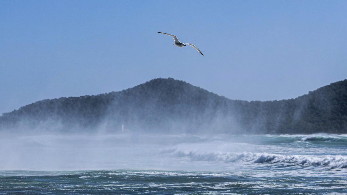 Planeando en el viento | TONI ESCOBAR
