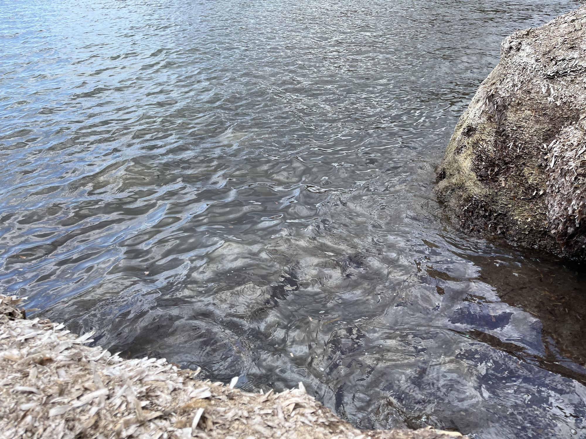 Hundimiento del yate en Ibiza: «Un trabajo muy duro» entre la posidonia de s’Estanyol