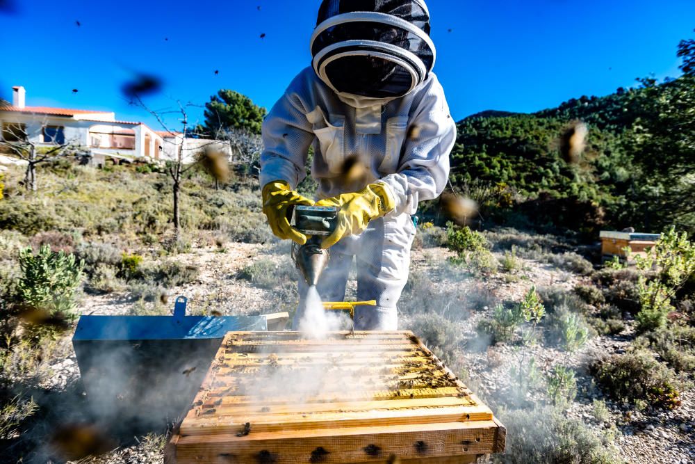 La asociación de apicultores Natur Alacant propone crear enjambres urbanos en los alrededores de las ciudades.