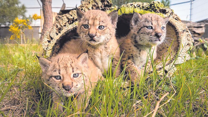 ¿Solo diez años salvando al lince?