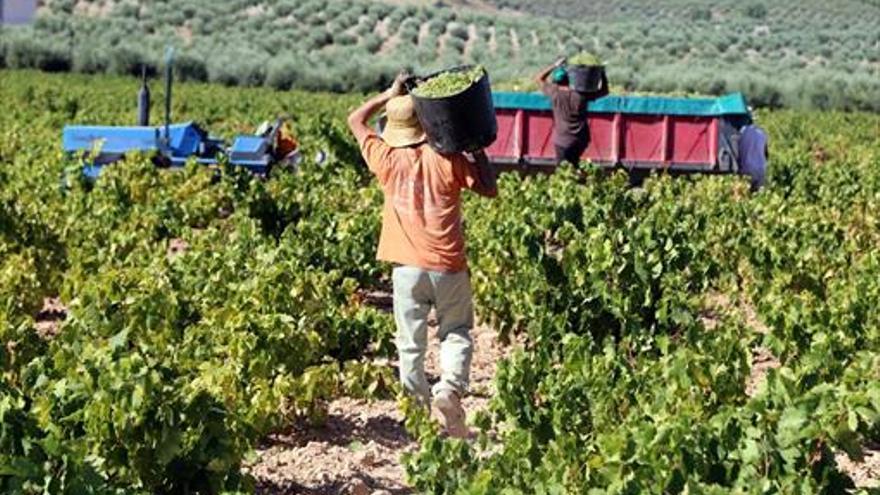 El precio de la uva extremeña en las bodegas sube un 20% este año