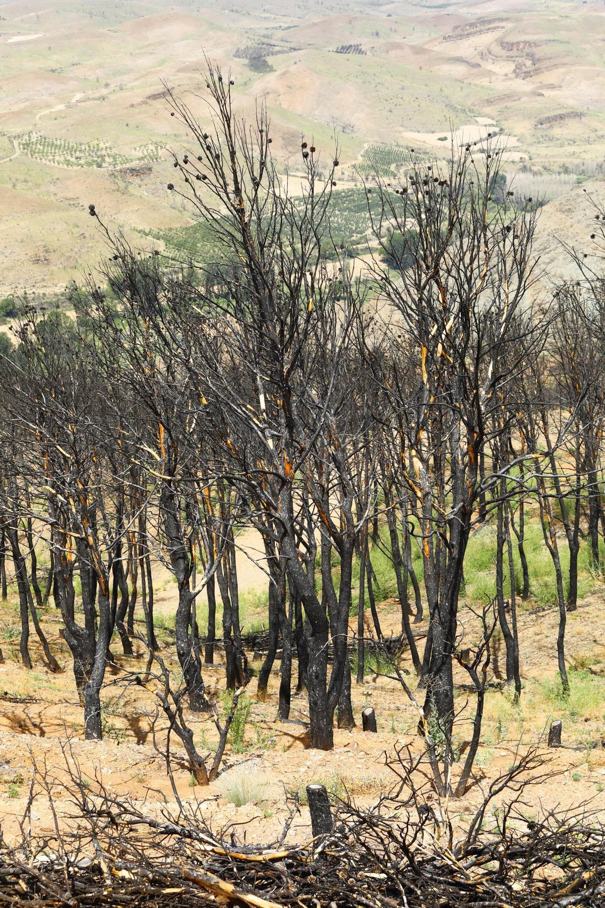 En imágenes | Así está Ateca un año después del incendio forestal que afectó a 14.000 hectáreas En imágenes | Así está Ateca un año después del incendio forestal que afectó a 14.000 hectáreas