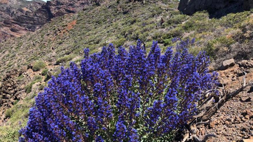 ‘Echium gentianoides’. | | LP/DLP